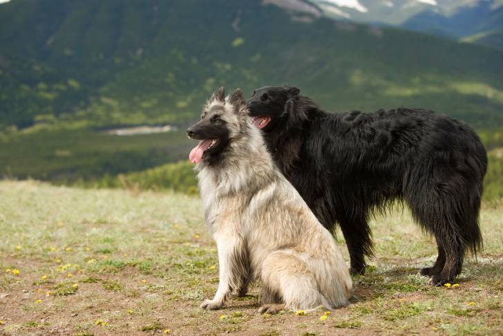 Photo Berger Belge Tervueren