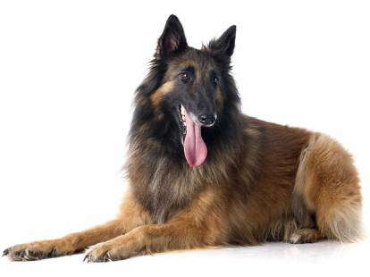 Photo Berger Belge Tervueren