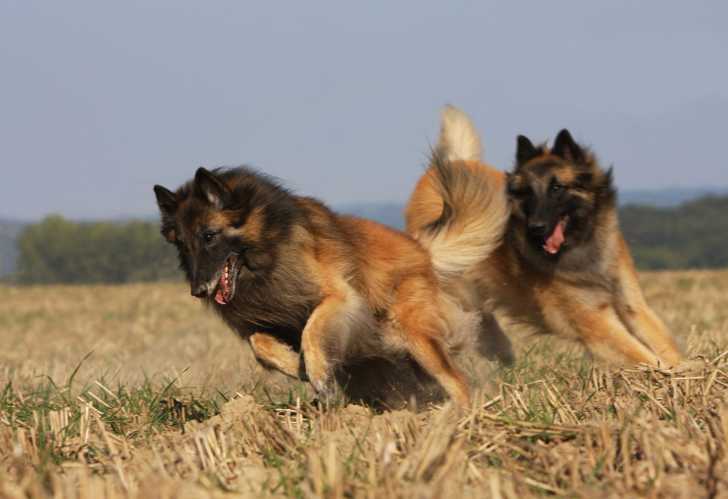 Photo Berger Belge Tervueren