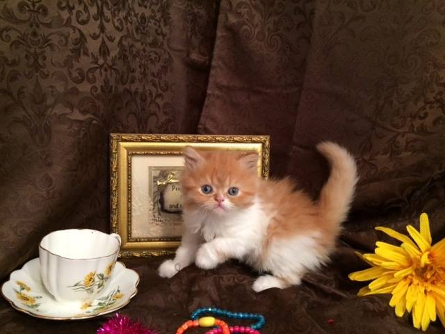 Photo Minuet