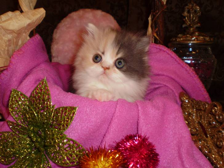 Photo Minuet