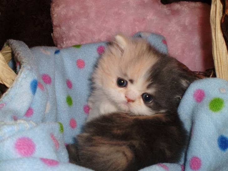 Photo Minuet (1 mois)