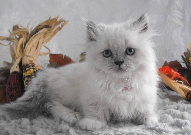 Antoinette - Minuet