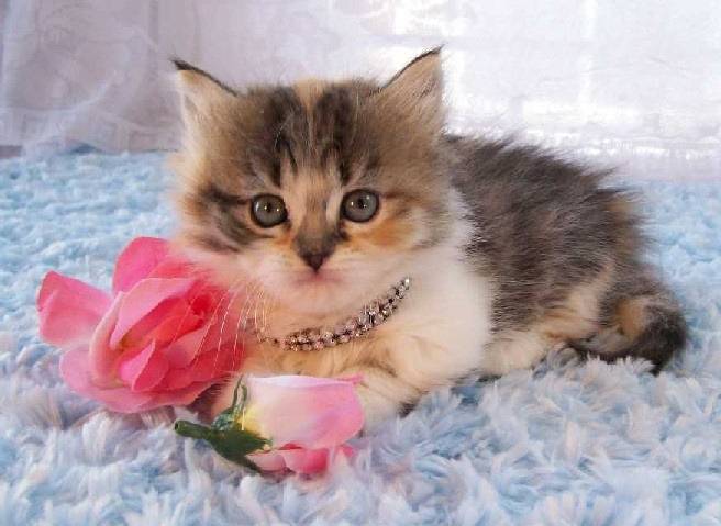 Clarice - Minuet