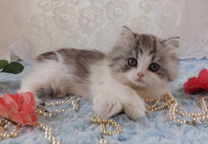 Coco - Minuet