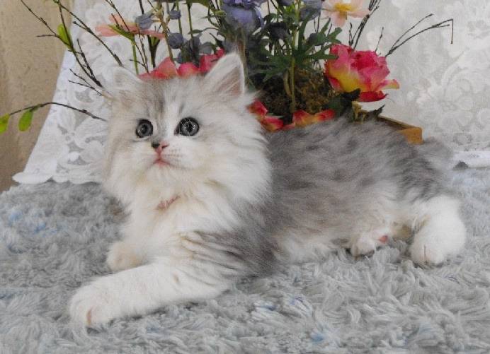 Gigi - Minuet