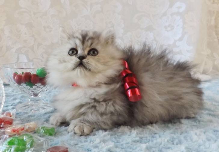 Leo - Minuet