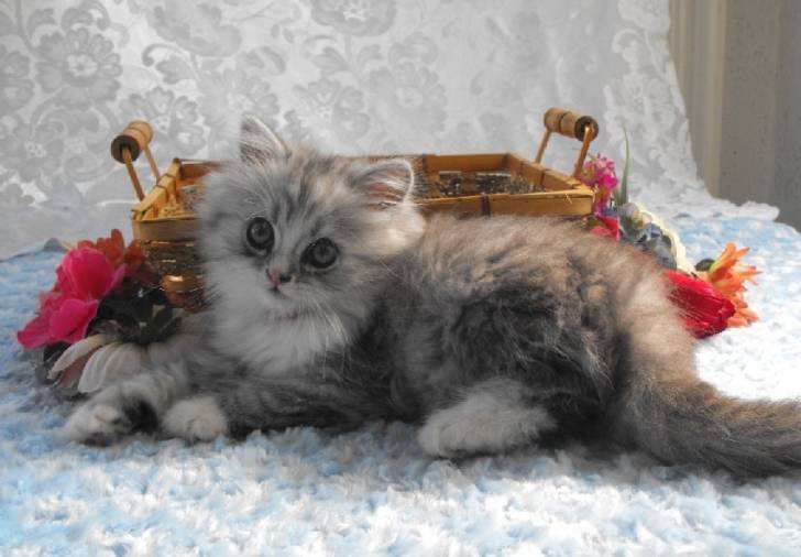 Lola - Minuet