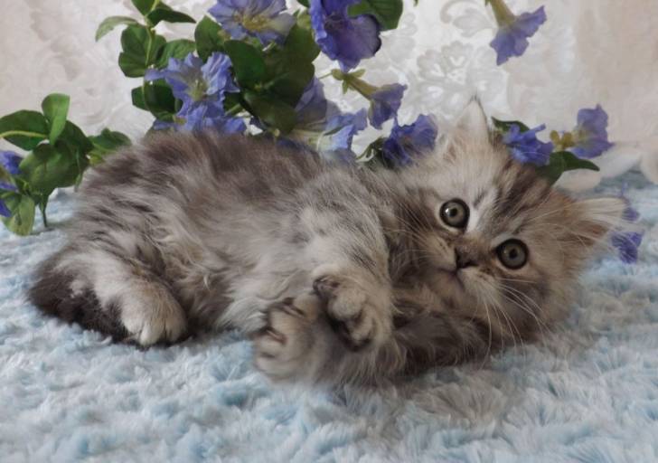 Mr Jingles - Minuet