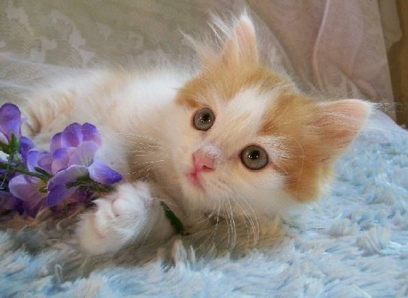 Oscar - Minuet