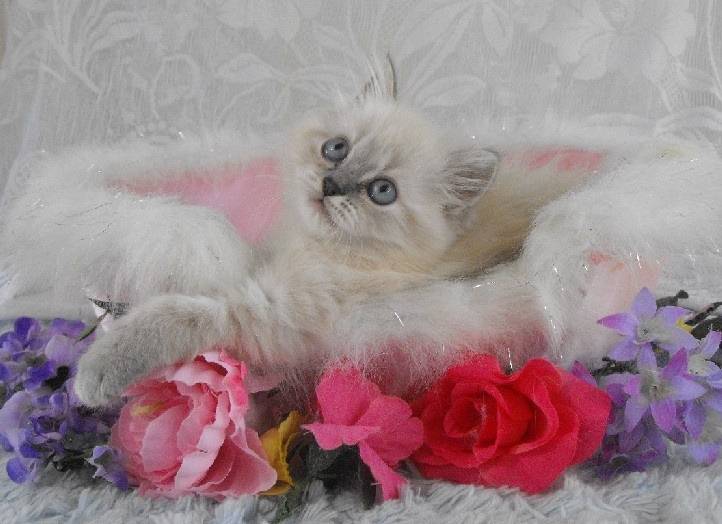 Phoebe - Minuet