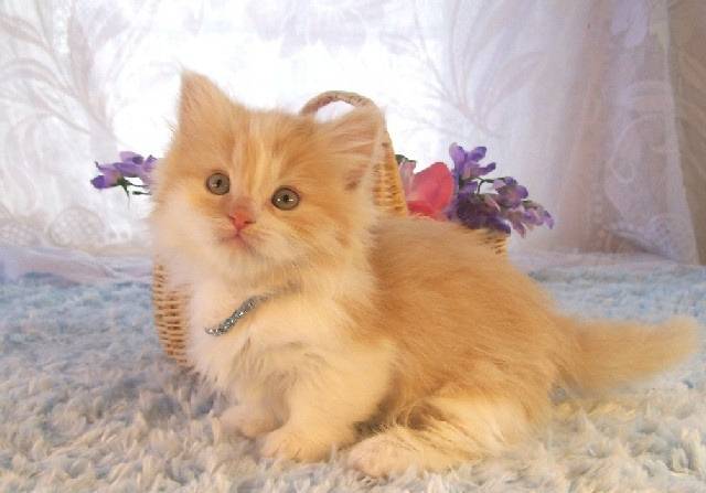 Pumpkin - Minuet