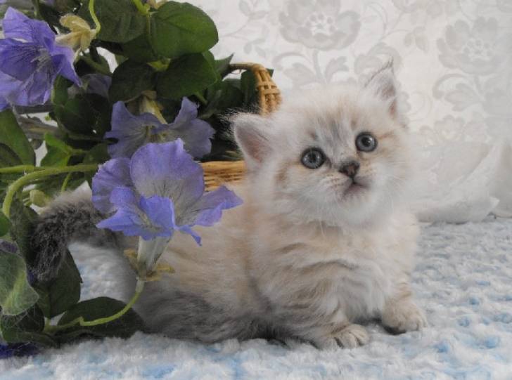 Riley - Minuet
