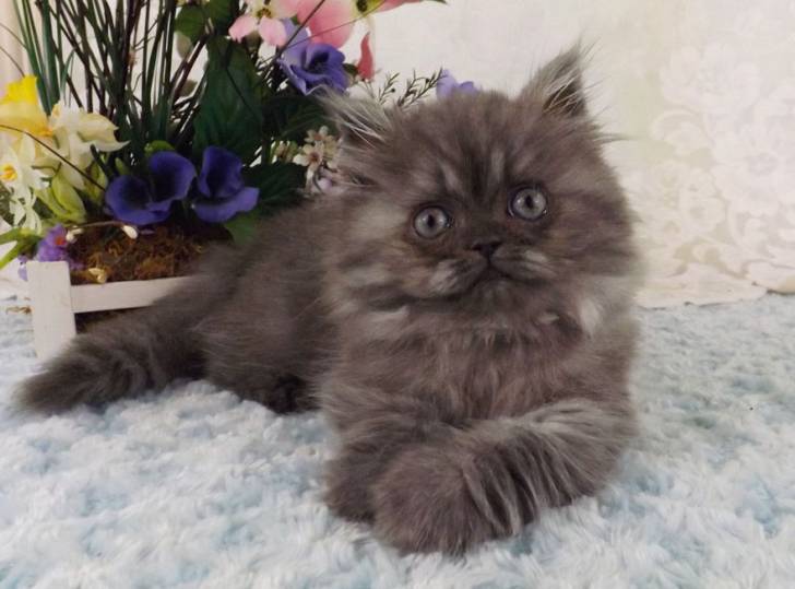 Rocky - Minuet