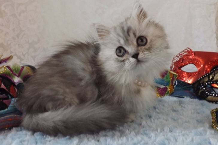 Sofia - Minuet
