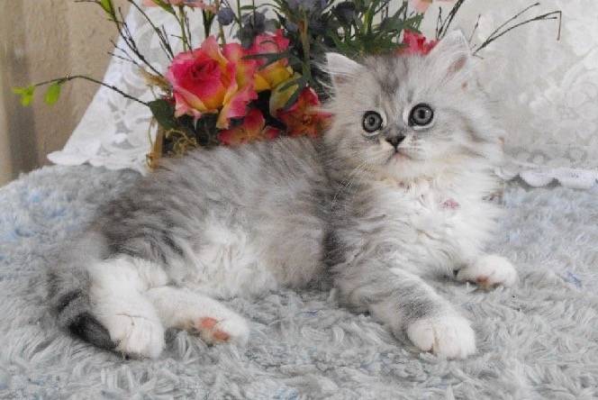 Sophie - Minuet