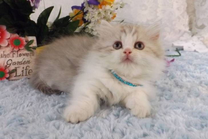Toby - Minuet
