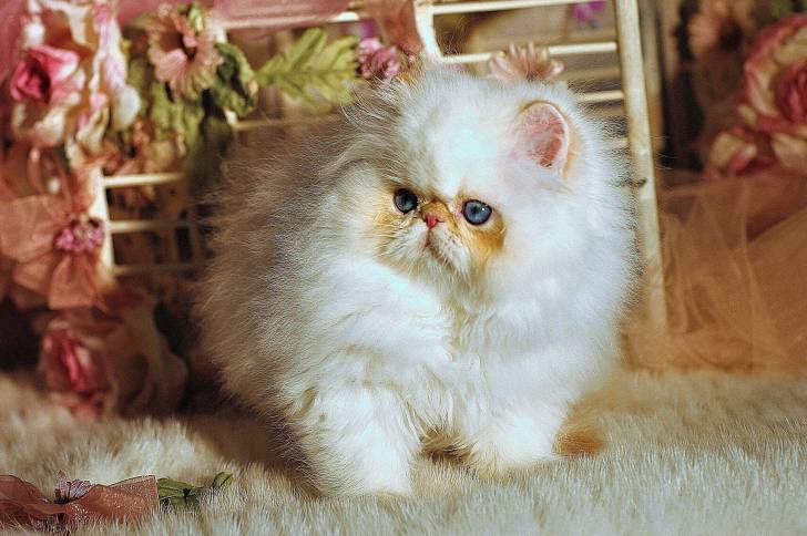 Photo Minuet