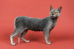 Un Lykoi gris debout sur ses quatres pattes.