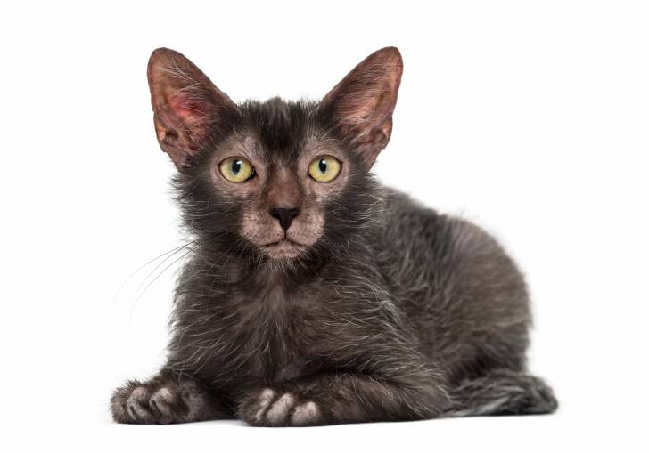 Narnia De La Vallée Des Dieux (sphynx) - Lykoï (6 mois)