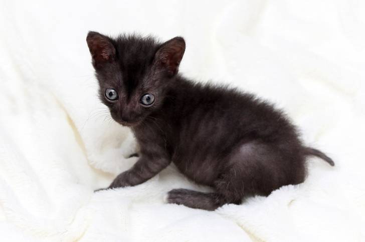 Un chaton Lykoï assis sur un lit