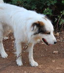 Toro - Tornjak Mâle