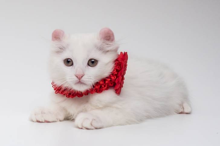 Un Kinkalow blanc avec un collier rouge sur un fond gris