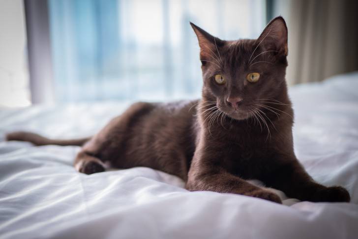 Un chat Suphalak allongé sur un lit