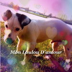 Jack - Jack Russell Mâle (7 mois)