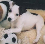 Me Grace Little - Jack Russell (2 mois)