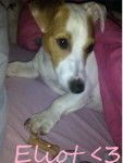 Eliot - Jack Russell Mâle (3 ans)