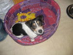 diego - Jack Russell Mâle (1 an)