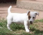 Jack - Jack Russell Mâle (4 mois)
