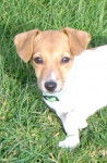 betty - Jack Russell