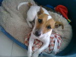 Kenzy - Jack Russell (2 ans)