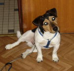 snoopy - Jack Russell Mâle (6 ans)