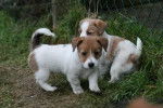 Greseille et Myrtille - Jack Russell (4 mois)