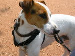 babax - Jack Russell Mâle (5 ans)