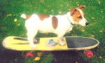jack - Jack Russell Mâle (9 mois)
