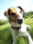 Two-Face - Jack Russell Mâle (11 ans)