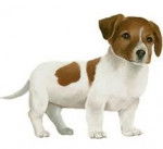 Guess - Jack Russell (3 mois)