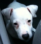 Wisky - Jack Russell Mâle (Autre)