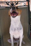Coconut - Jack Russell Mâle (1 an)