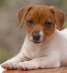 Caporal - Jack Russell Mâle (4 mois)