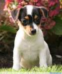 loly - Jack Russell (2 mois)
