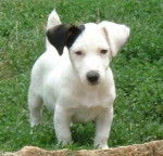 max - Jack Russell Mâle (2 mois)