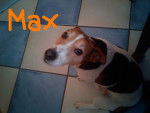 Max - Jack Russell Mâle (8 ans)