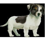 Connie - Jack Russell (2 mois)