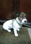 Chipie - Jack Russell (1 an)