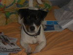 Tyson - Jack Russell Mâle (1 an)